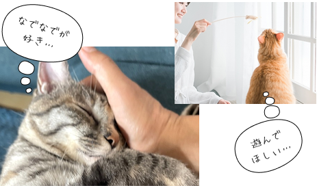 猫なでなで