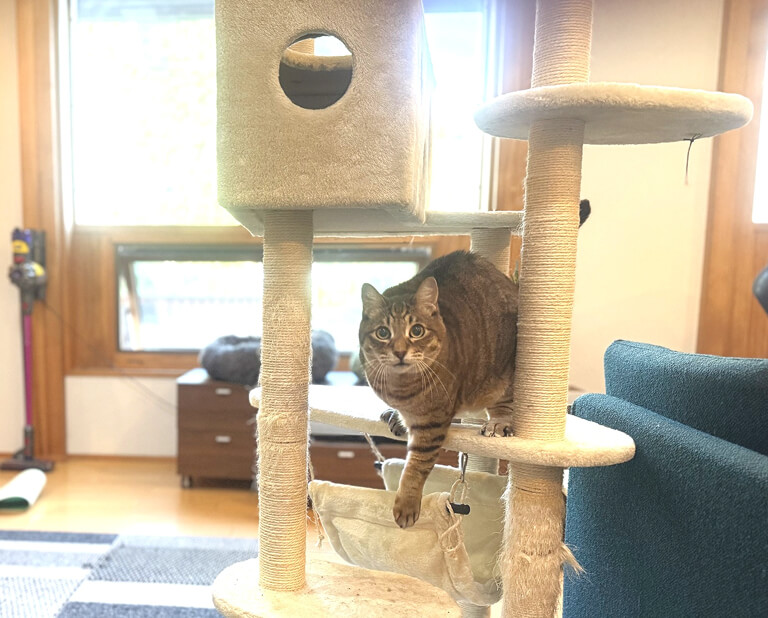 札幌の猫専用ペットホテルミュアン