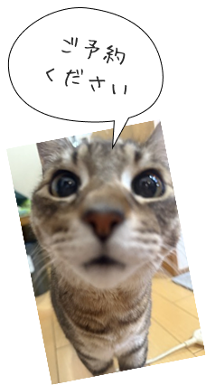 予約猫