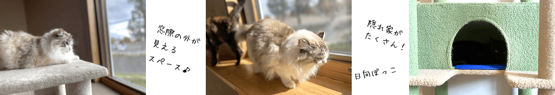 ルームわかめの特徴