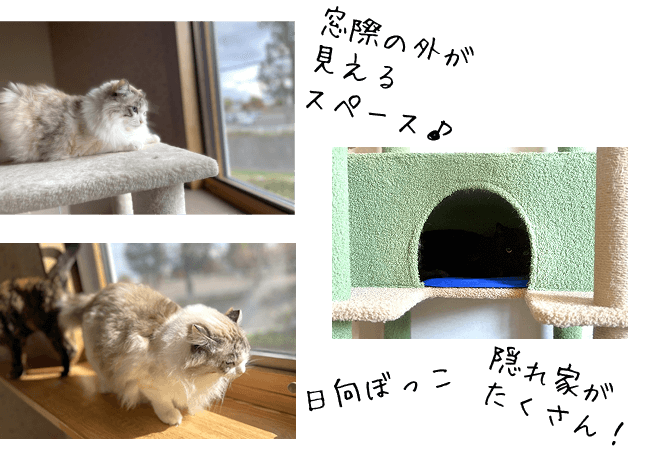 ルームわかめの特徴