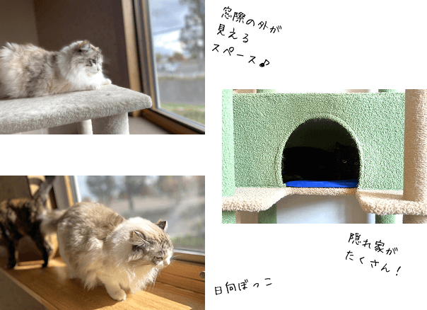 ルームわかめの特徴